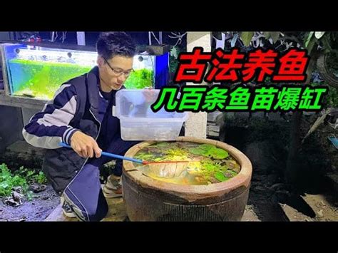 户外缸 魚